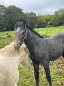 Connemara colt foal