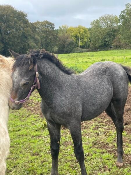 Connemara colt foal