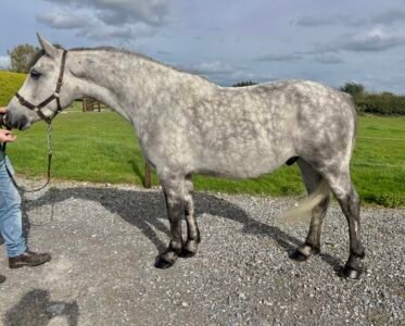 Smart 4 yr old Connie Gelding Reduced