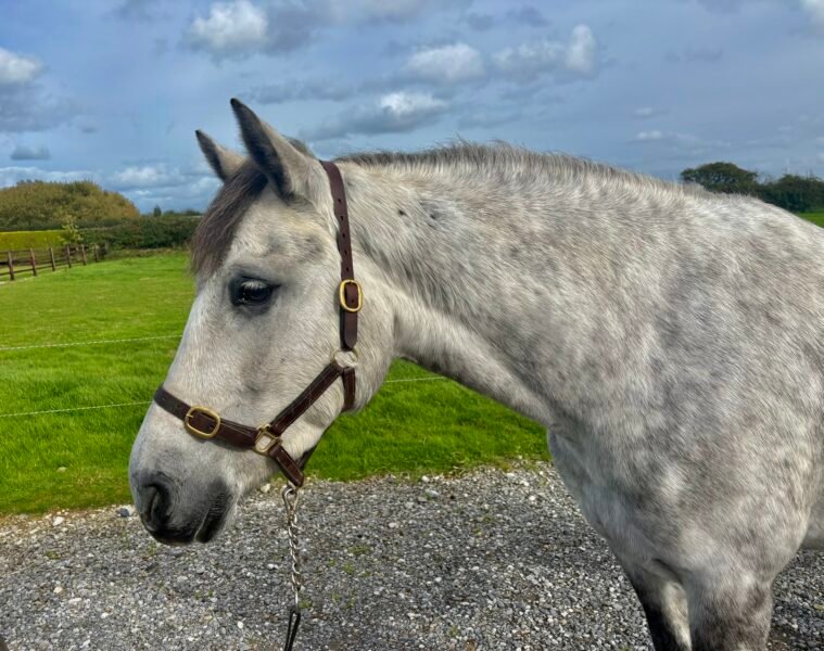 Smart 4 yr old Connie Gelding Reduced