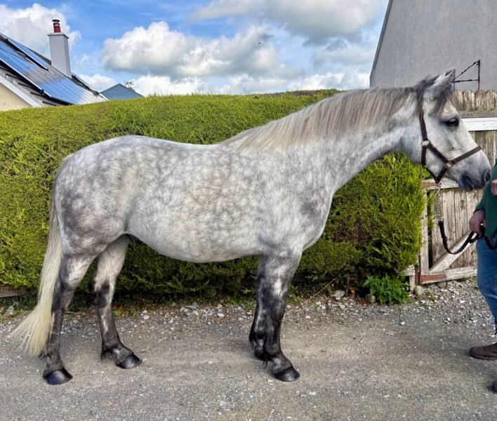 Smart 4 yr old Connie Gelding Reduced