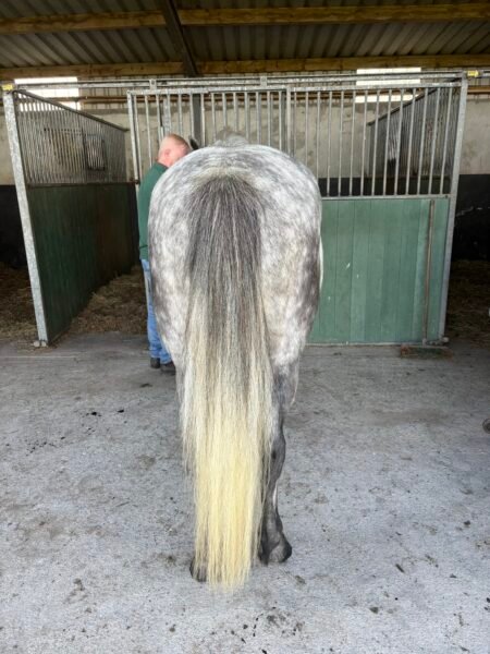 Smart 4 yr old Connie Gelding Reduced
