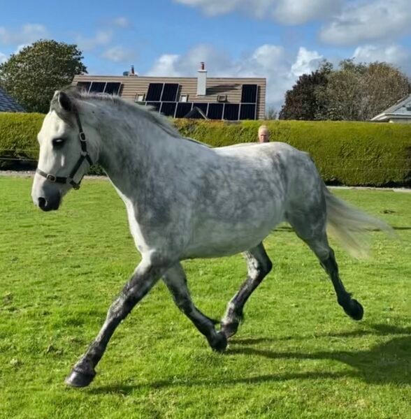 Smart 4 yr old Connie Gelding Reduced