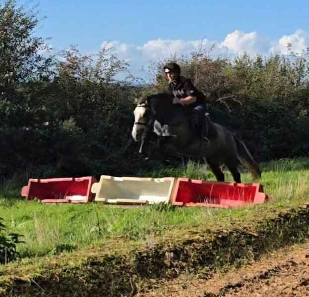 148cm connemara gelding