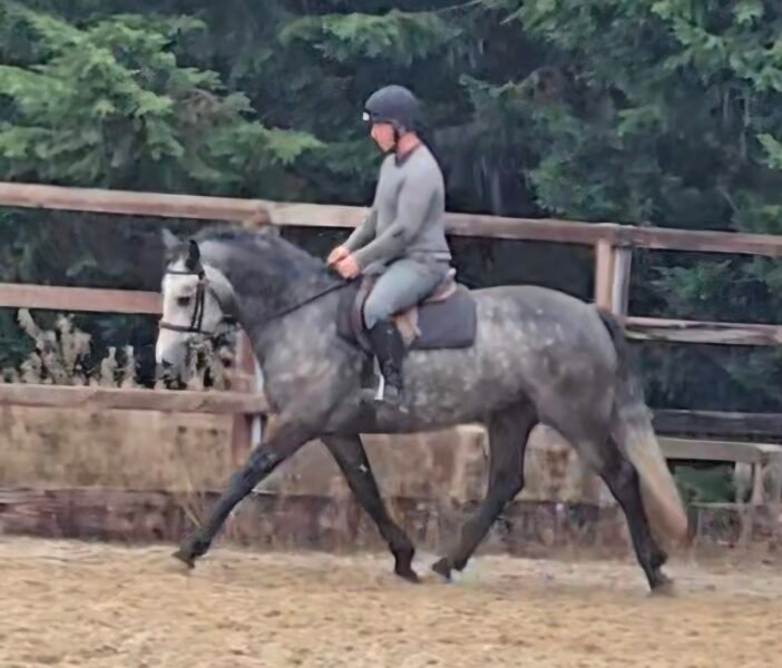 148cm connemara gelding