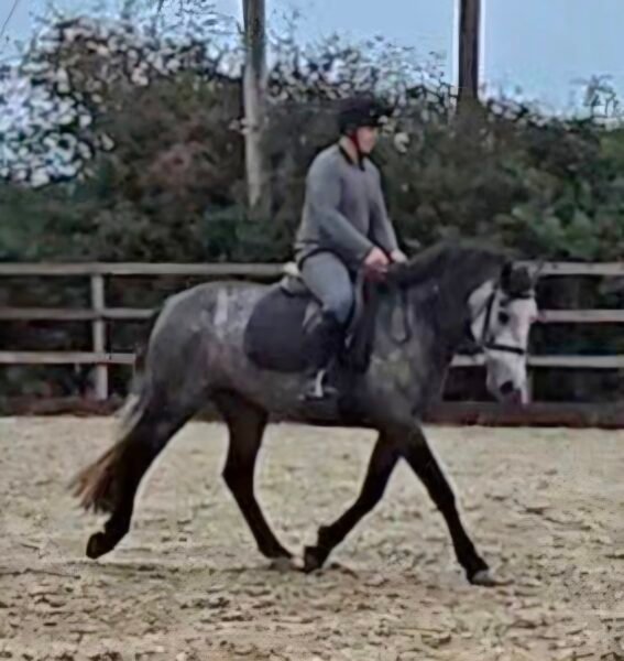 148cm connemara gelding