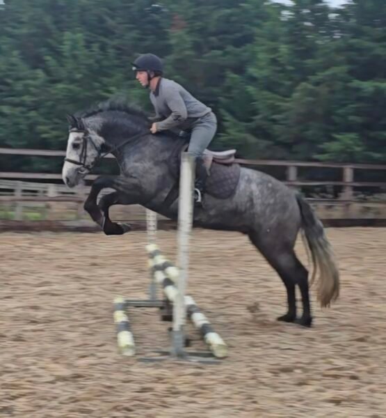 148cm connemara gelding