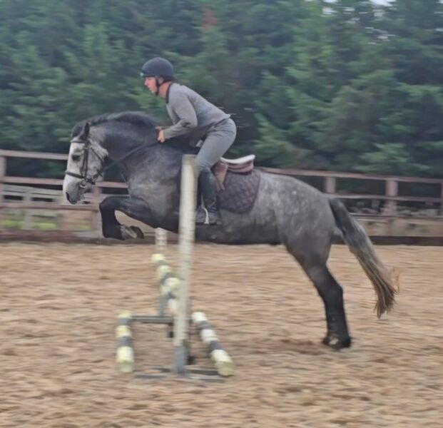 148cm connemara gelding