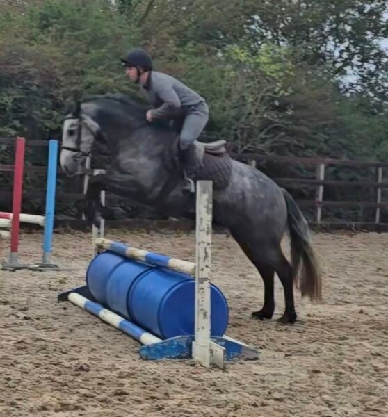 148cm connemara gelding