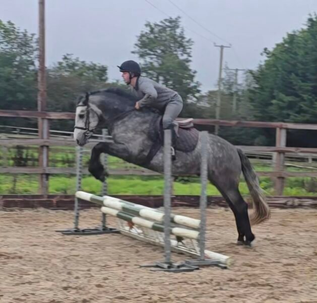 148cm connemara gelding