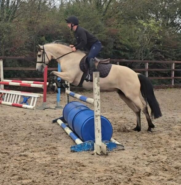 Stunning Buckskin 15hh Mare