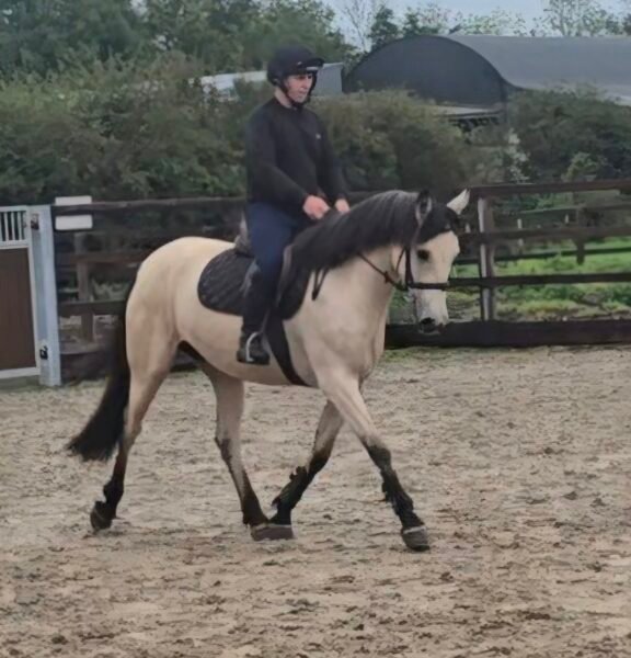 Stunning Buckskin 15hh Mare