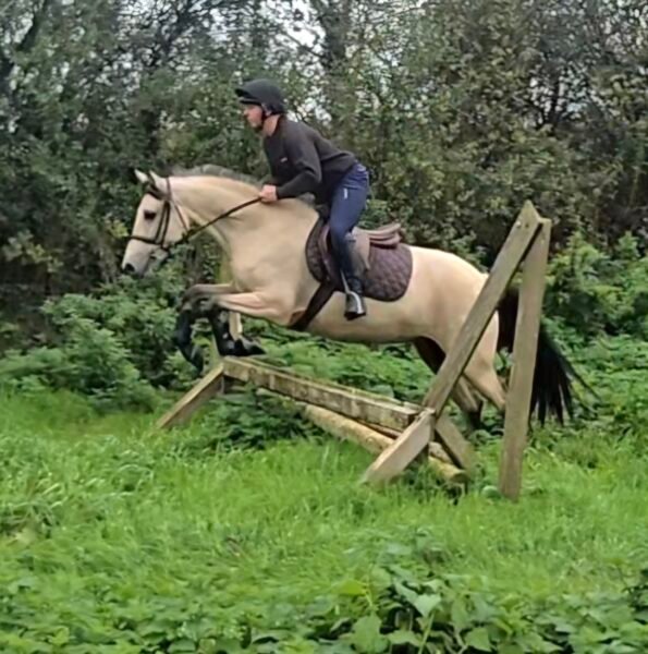 Stunning Buckskin 15hh Mare