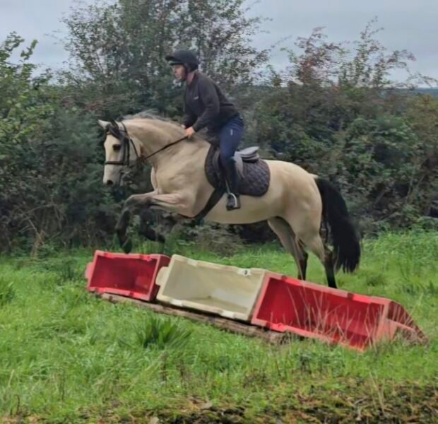 Stunning Buckskin 15hh Mare