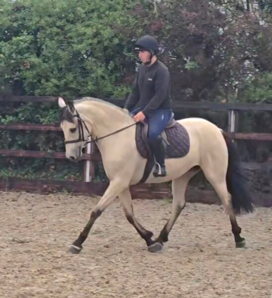 Stunning Buckskin 15hh Mare