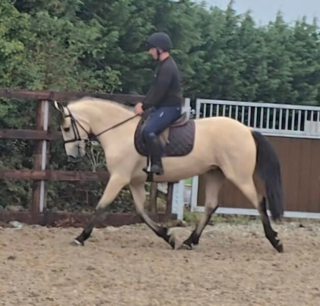 Stunning Buckskin 15hh Mare