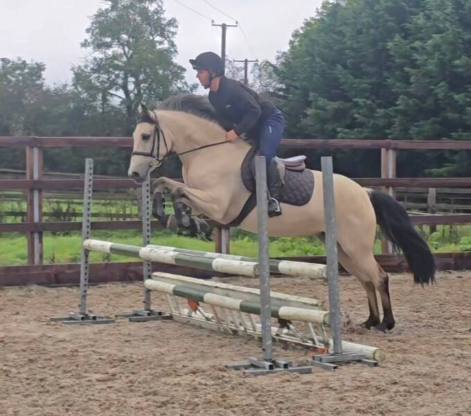Stunning Buckskin 15hh Mare