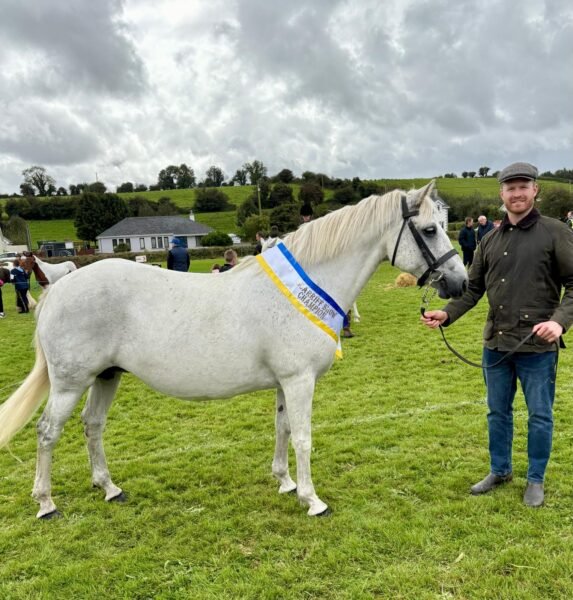Gwennic Connemara filly foal