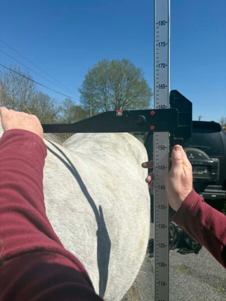 Smart 4 yr old Connie Gelding Reduced