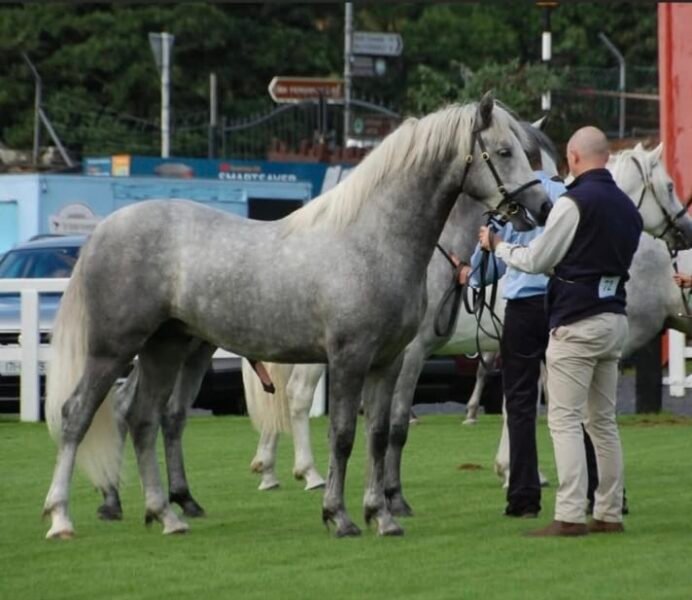 Top Glencarrig Knight 2yr old Colt