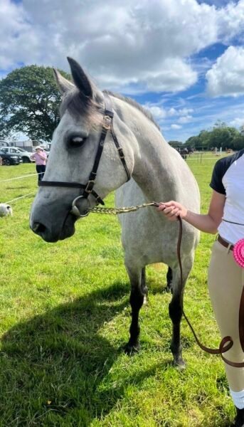 Beautiful 14.1h Connemara Pony