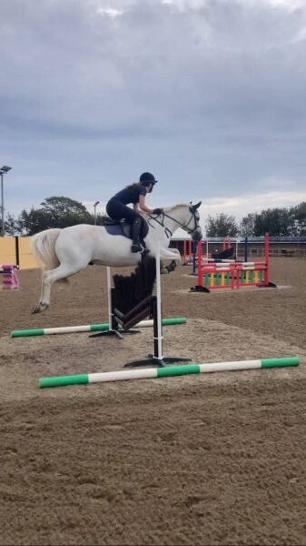 Fabulous 14hh Connemara
