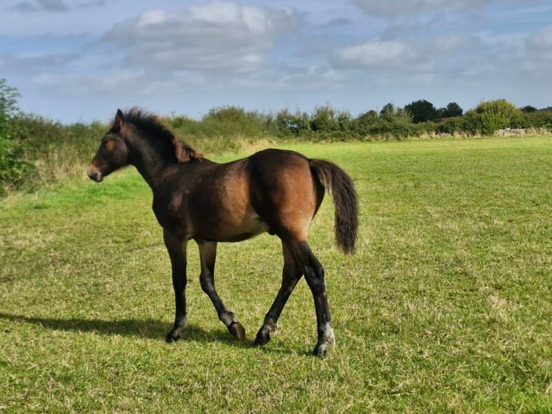 Fabulous dark bay colt foal