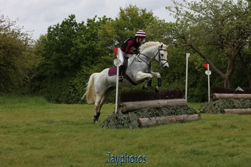 Fabulous 14hh Connemara