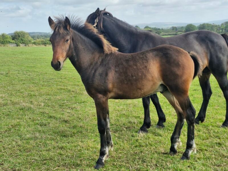 Fabulous dark bay colt foal