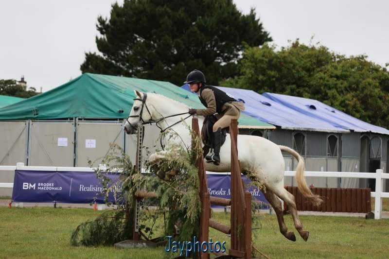 Fabulous 14hh Connemara