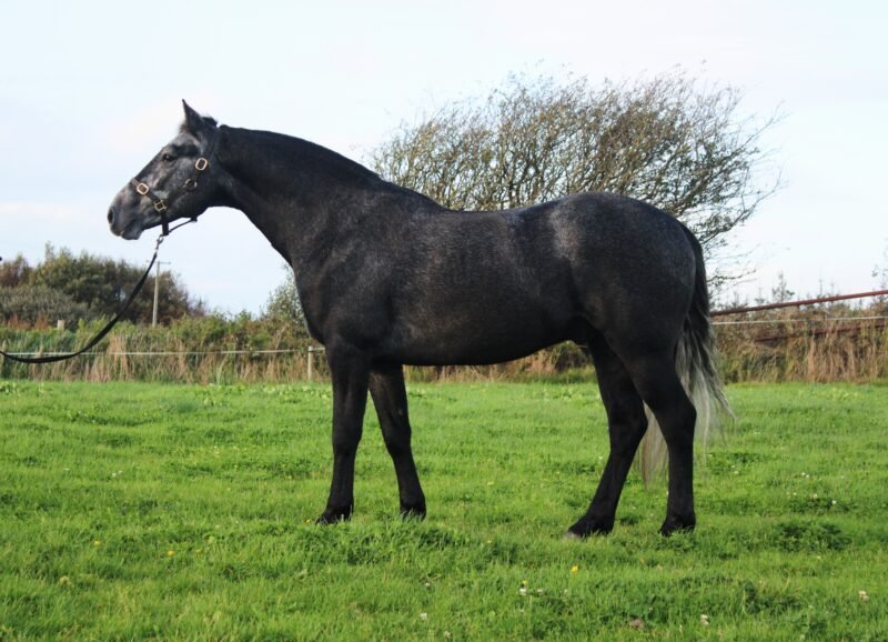 Blakehill dynamic 3yo 145cm Gelding