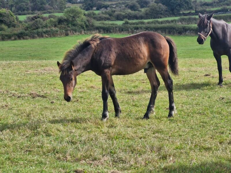 Fabulous dark bay colt foal
