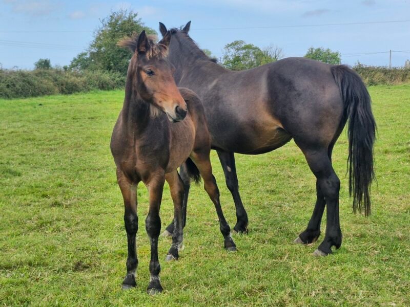 Fabulous dark bay colt foal