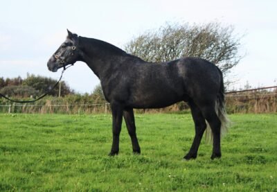 Blakehill dynamic 3yo 145cm Gelding