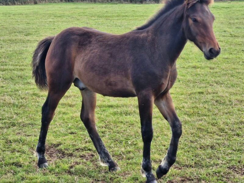 Fabulous dark bay colt foal