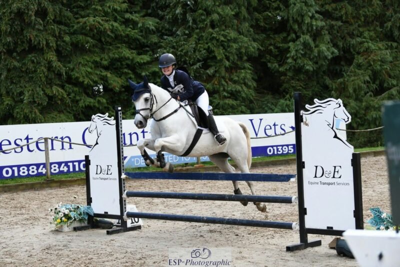 Fabulous 14hh Connemara